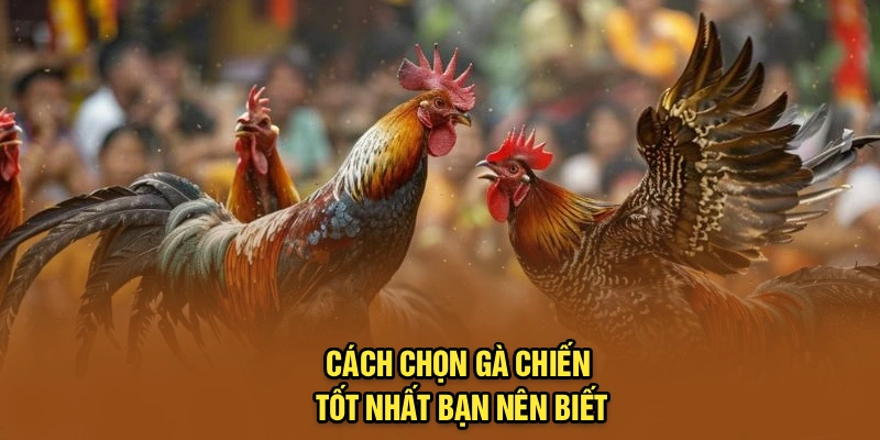 Cách chọn gà chiến tốt nhất bạn nên biết