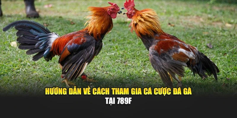 Hướng dẫn về cách tham gia cá cược đá gà tại 789F