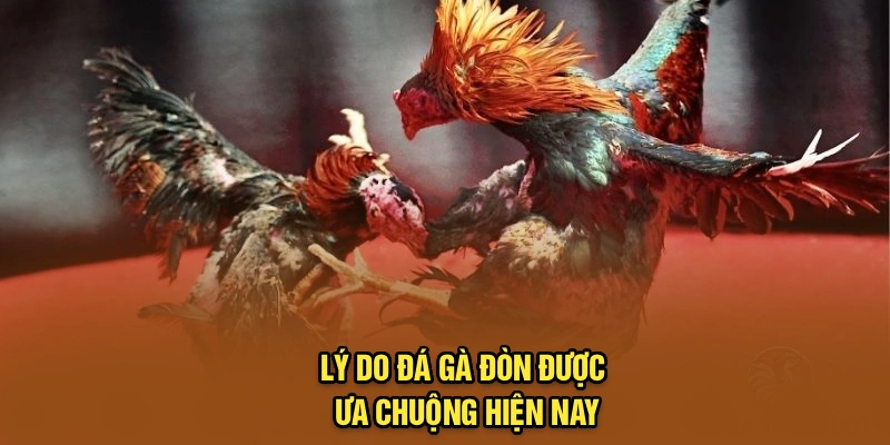 Lý do đá gà đòn được ưa chuộng hiện nay